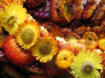 This photo of a vibrant display of beautifully dried flowers was taken by photographer Sonny Leon of Manila in the Philippines.